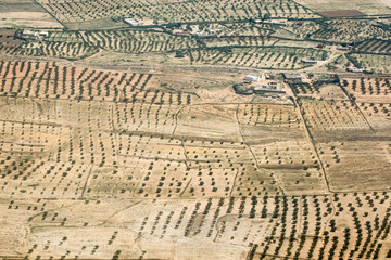 Olive plantation in Tunisia