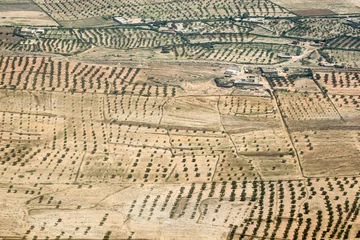 Papier Peint photo Lavable Tunisie Olive plantation in Tunisia