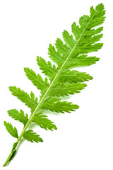 Schafgarbe frisches Blatt © dima_pics