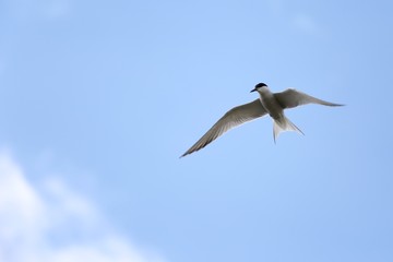 A seagull in flight. 3