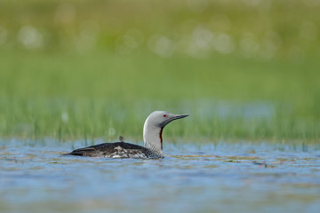The red-throated loon or red-throated diver (Gavia stellata)