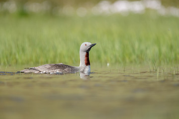 The red-throated loon or red-throated diver (Gavia stellata)
