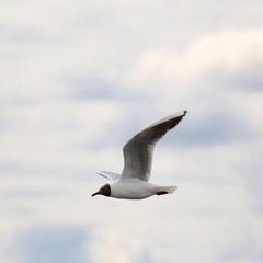 A seagull in flight. 5