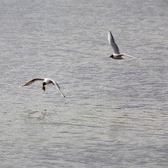 Gulls over the lake. 3
