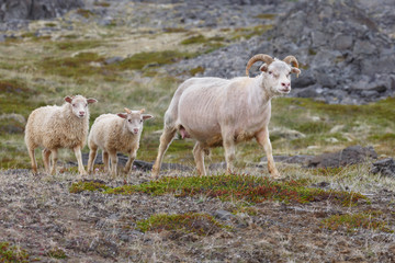 Obraz na płótnie Canvas Icelandic male sheep with big horn