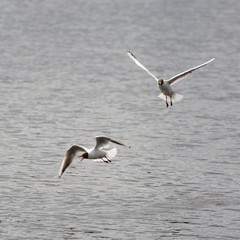 Gulls over the lake. 2
