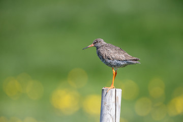 Redshank on a pole