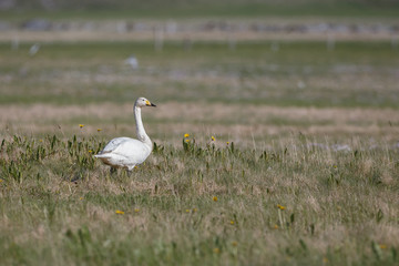 Whooper swan