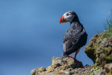 Puffin on the rocks at latrabjarg Iceland on a sunny day.
