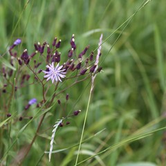 Flowers on the meadow. 2
