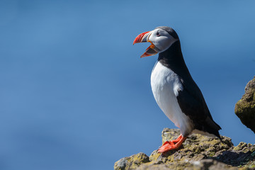 Puffin on the rocks at latrabjarg Iceland on a sunny day.