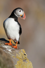 Naklejka premium Puffin on the rocks at latrabjarg Iceland on a sunny day.