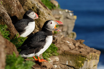 Puffin on the rocks at latrabjarg Iceland on a sunny day.

