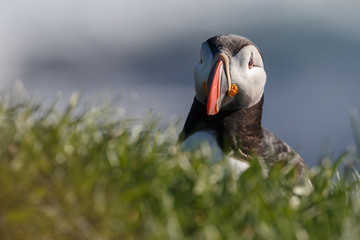 Puffin on the rocks at latrabjarg Iceland on a sunny day.

