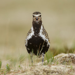 The European golden plover (Pluvialis apricaria) 
