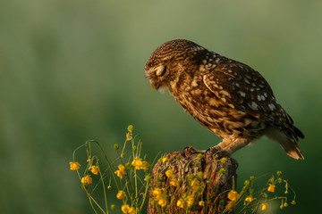 Little owl in last sunlight on a spring day

