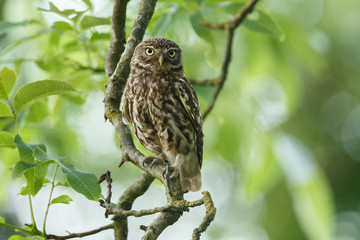 Little owl in last sunlight on a spring day
