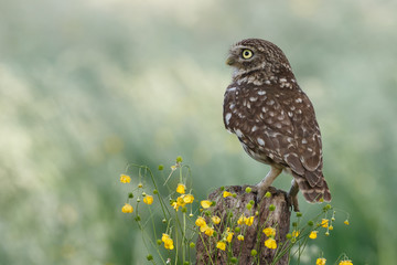 Little owl in last sunlight on a spring day
