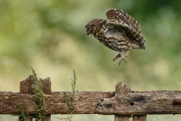 Little owl in last sunlight on a spring day
