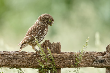 Little owl in last sunlight on a spring day

