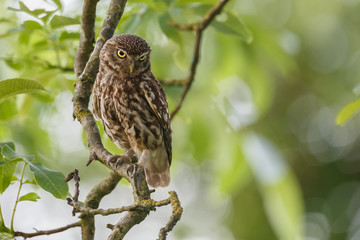 Little owl in last sunlight on a spring day
