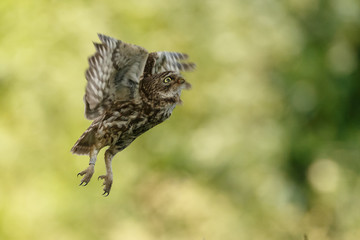 Little owl in last sunlight on a spring day
