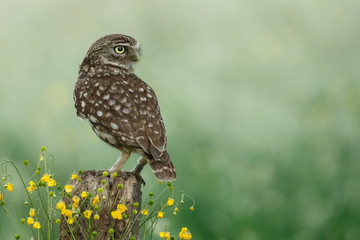Little owl in last sunlight on a spring day

