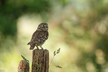 Little owl in last sunlight on a spring day
