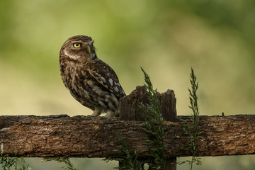 Little owl in last sunlight on a spring day
