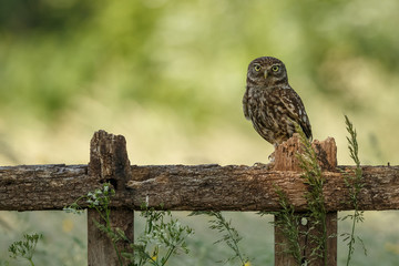 Little owl in last sunlight on a spring day
