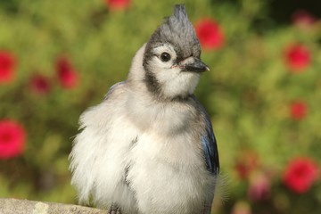 Juvenile Blue Jay (corvid cyanocitta)