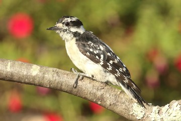 Downy Woodpecker (Picoides pubescens)