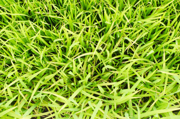 green rice field in farm background