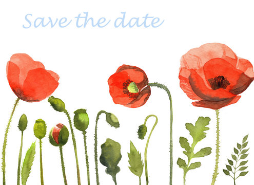 watercolor illustration of red poppy flowers, design of blank invitation card, the template