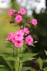 Pink phlox in the garden