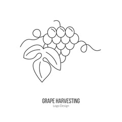 Grapes with leaf. Single logo in modern thin line style isolated on white background. Outline winery symbol. Simple mono linear pictogram. Stroke vector logotype template.
