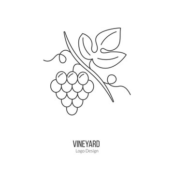 Grapes with leaf. Single logo in modern thin line style isolated on white background. Outline winery symbol. Simple mono linear pictogram. Stroke raster logotype template.