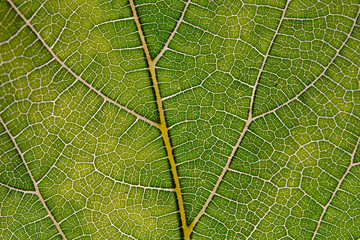 Leaf abstract background texture with veins