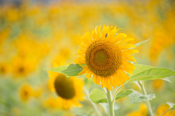 満開のひまわり