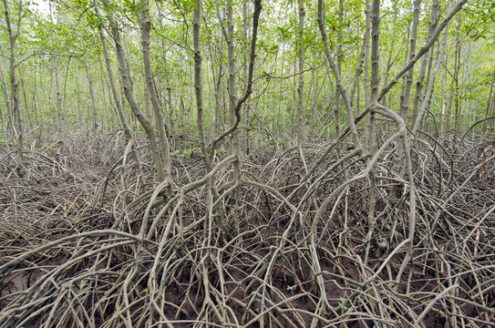 Mangrove forest (Trees include Rhizophoraceae, Ceriops, tagal, d