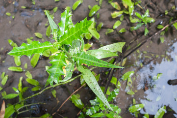 Mangrove forest at Gulf of Thailand coastalMangrove forest at Gulf of Thailand coastal