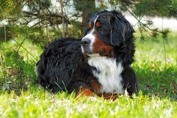 beautiful Bernese mountain dog rests in the shade