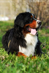 beautiful happy Bernese mountain dog