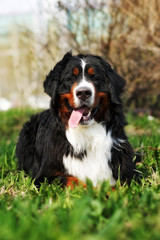 happy Bernese mountain dog in the summer lying on the grass