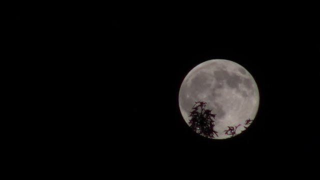 buck moon in July with cicadas crickets and frogs sounds