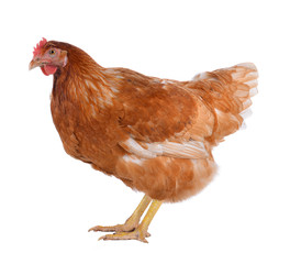 Hen eggs isolated on white background.