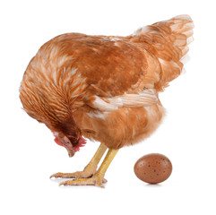 Hen eggs isolated on white background.