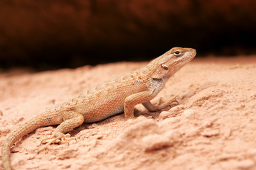 Naklejka premium Lizard in the sand in the desert