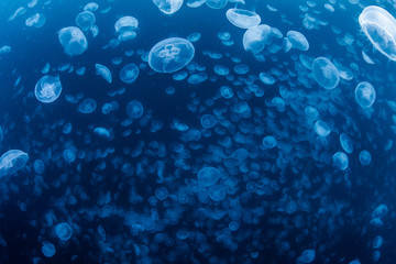 School of Water Jelly
