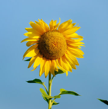 Sunflower background against blue sky